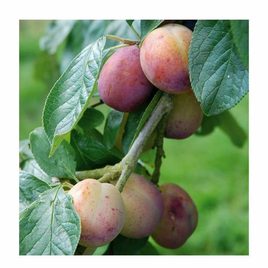 Fruit Trees * | 6Ft 'Victoria' Plum Tree | Sja Semi Vigorous Rootstock | Bare Root Maiden | By Frank P Matthews