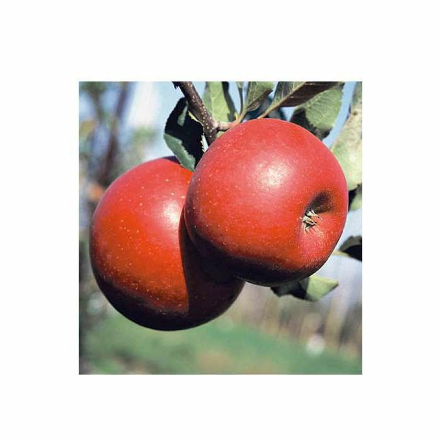 Fruit Trees * | 5Ft 'Fiesta' Dessert Apple Tree | Mm106 Semi Vigorous Rootstock | 12L Pot | By Frank P Matthews