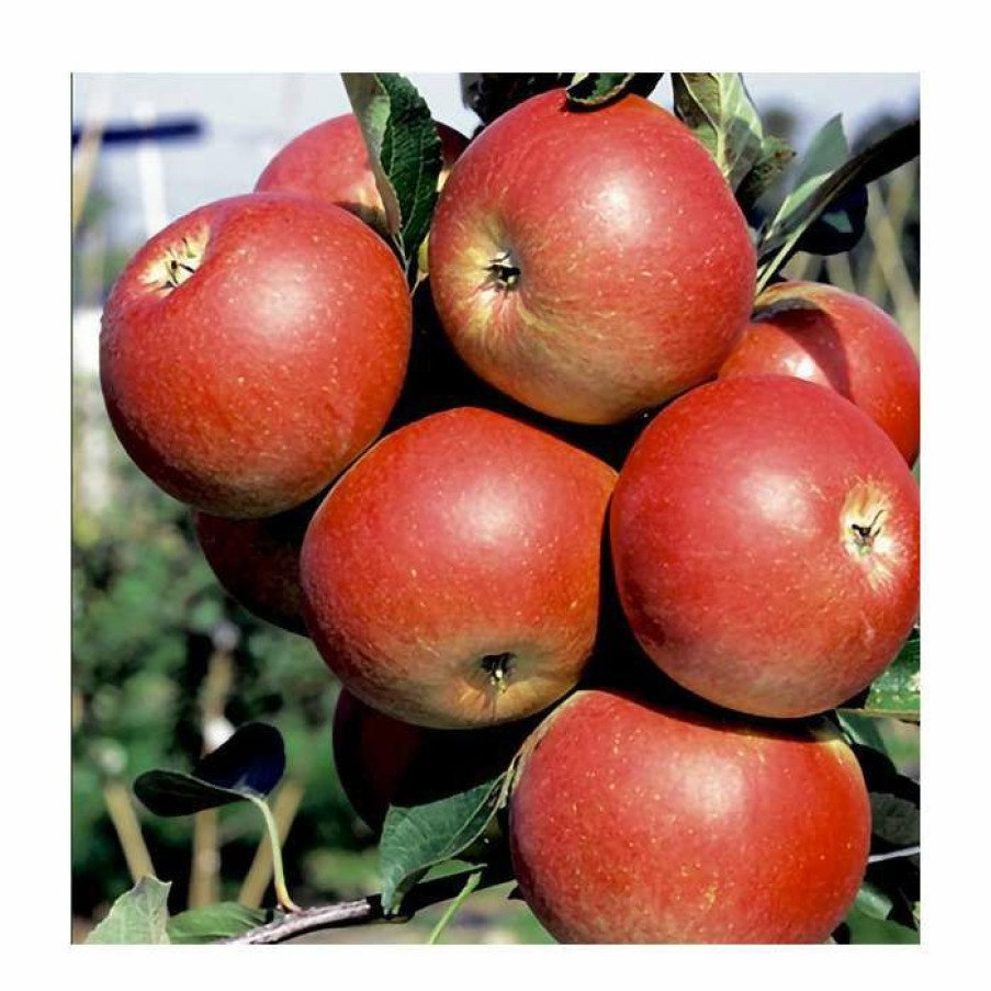 Fruit Trees * | 5Ft 'Fiesta' Dessert Apple Tree | Mm106 Semi Vigorous Rootstock | 12L Pot | By Frank P Matthews