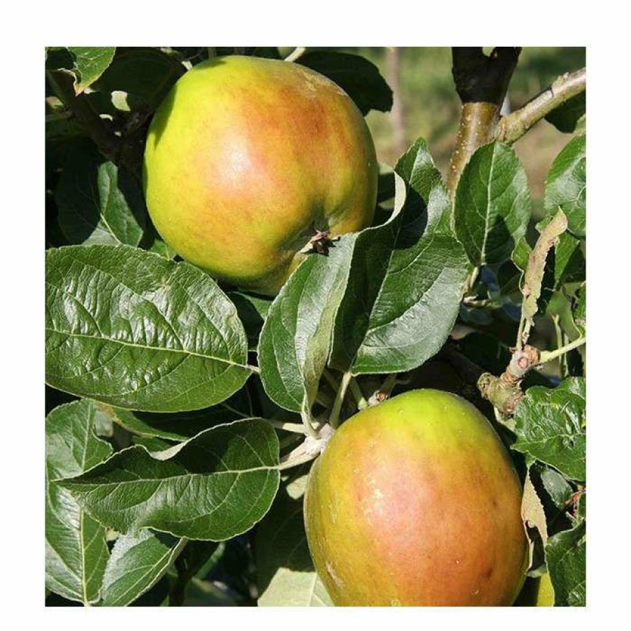 Fruit Trees * | Malus 'Scotch Bridget' | Apple Tree