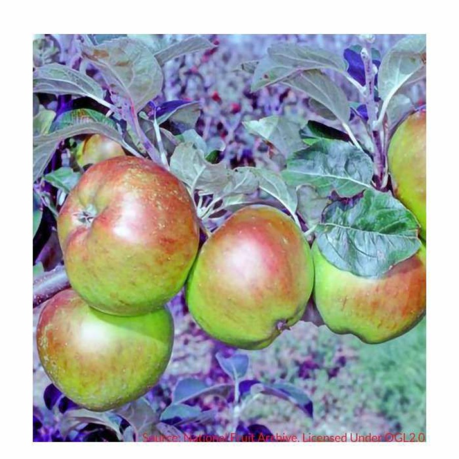 Fruit Trees * | Malus 'Scotch Bridget' | Apple Tree