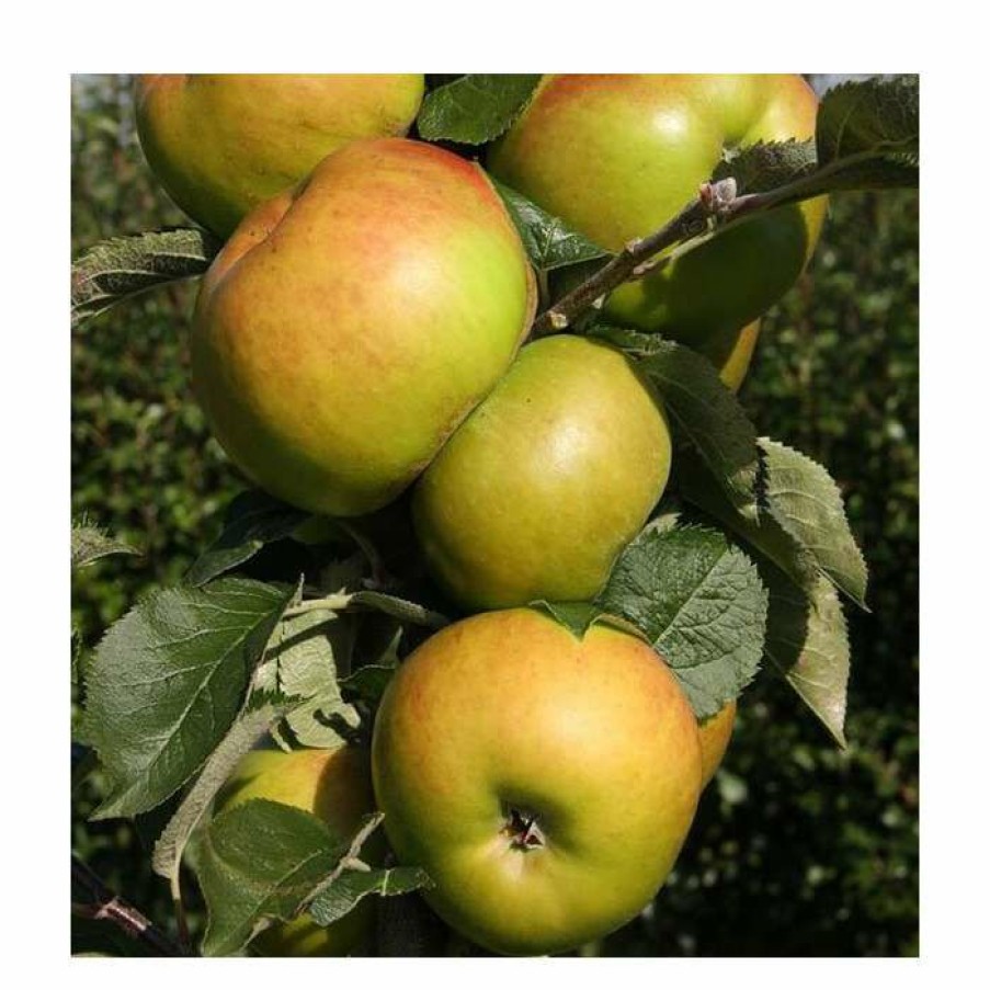 Fruit Trees * | 4Ft 'Bramley 20' Patio Cooking Apple Tree | M27 Dwarfing Rootstock | 11.5L Pot | By Frank P Matthews