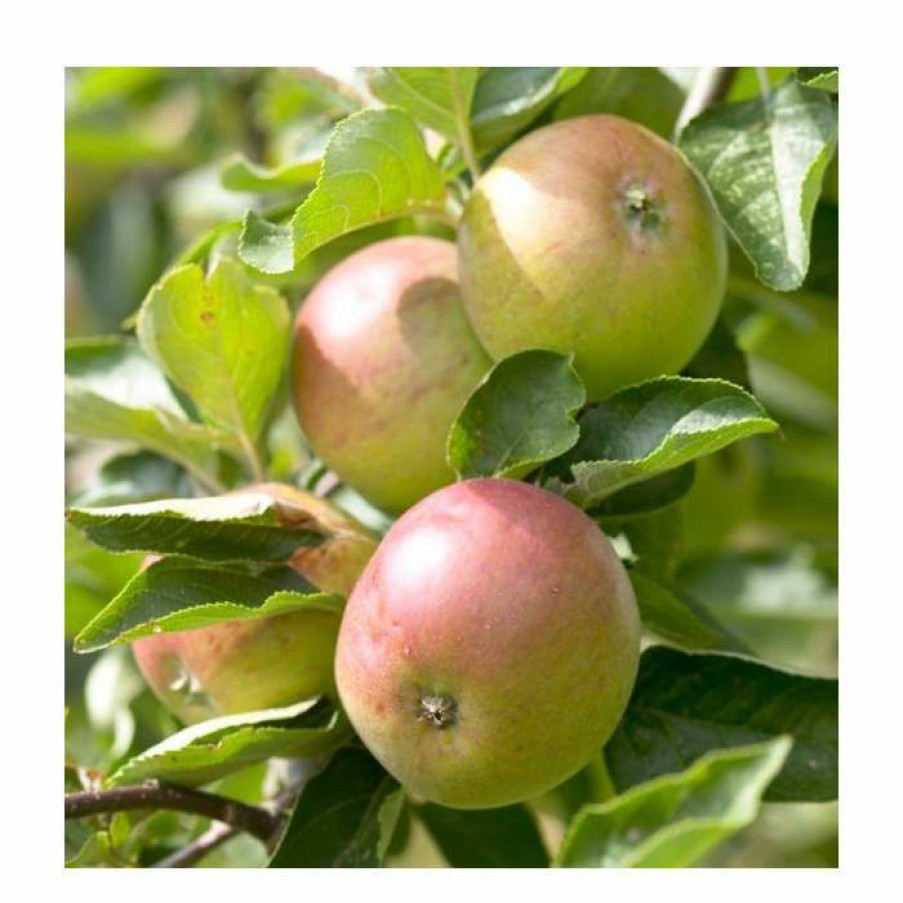 Fruit Trees * | 5Ft 'Dabinett' Cider Apple Tree | Mm106 Semi Vigorous Rootstock | 12L Pot | By Frank P Matthews