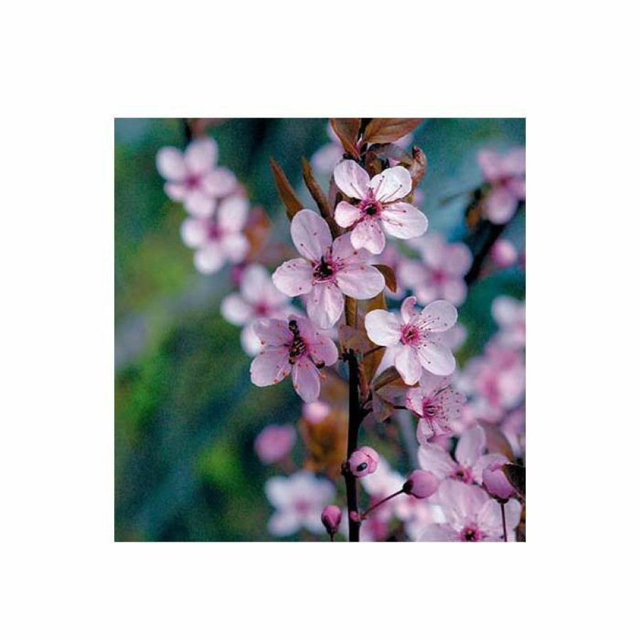 Ornamental Trees * | Prunus Cerasifera 'Pissardii' | Cherry Blossom Tree