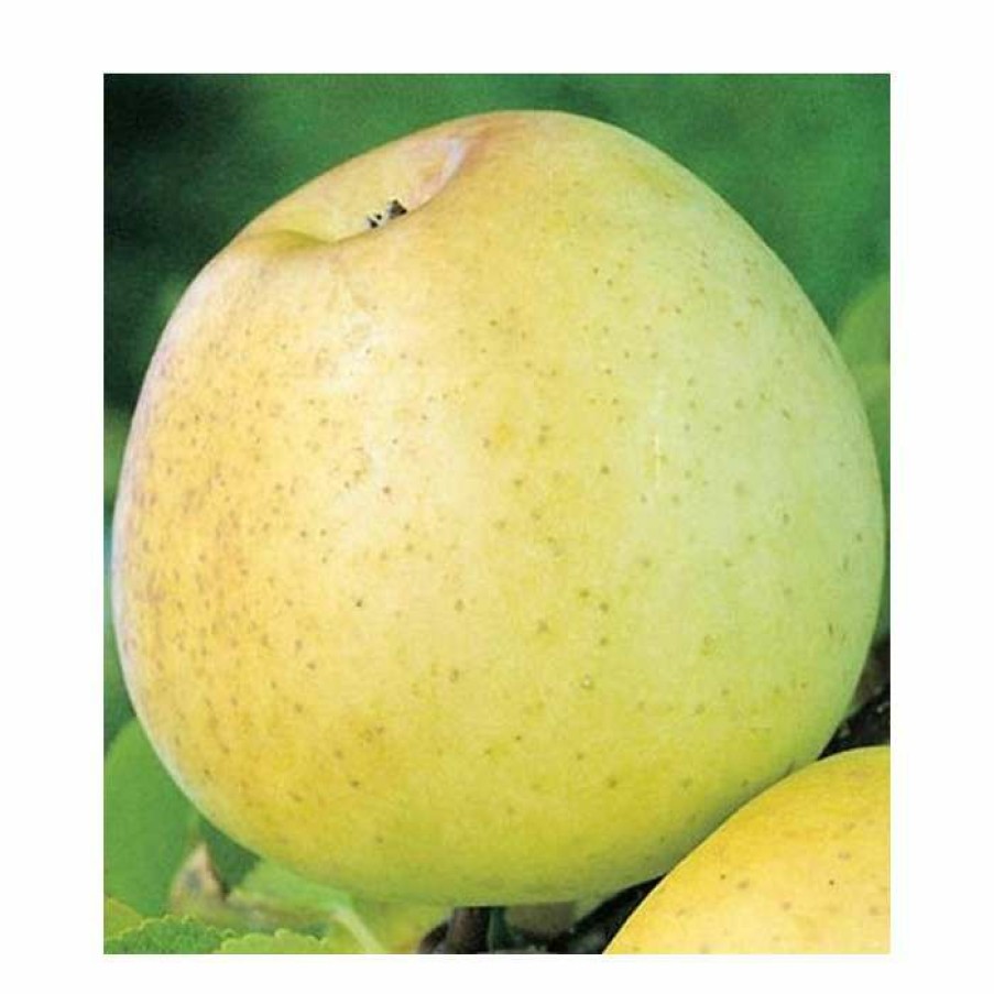 Fruit Trees * | 4-5Ft Malus 'Reverend W. Wilks' | Apple Tree