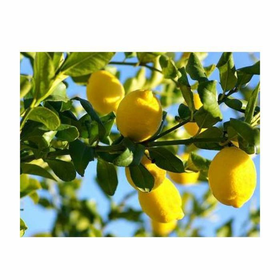 Fruit Trees * | 4Ft Large Lemon Tree | Citrus Limonum | 12L Pot