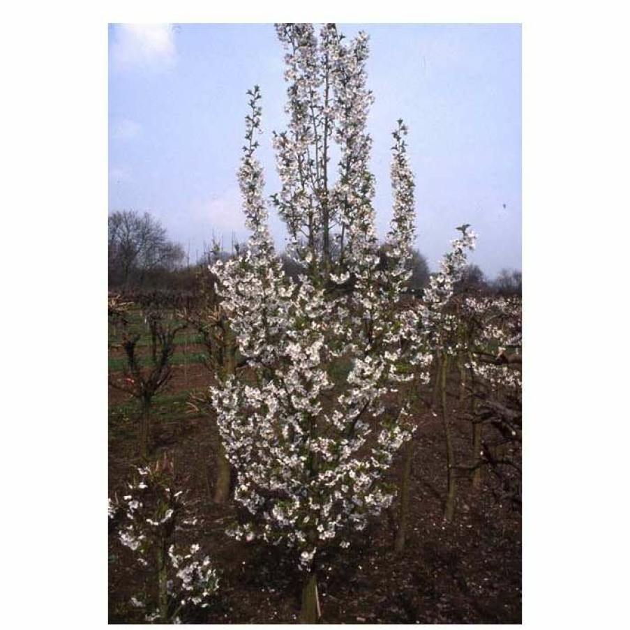 Ornamental Trees * | Prunus 'Snow Goose' | Upright Cherry Blossom Tree | 12L Pot | 150-180Cm | By Frank P Matthews