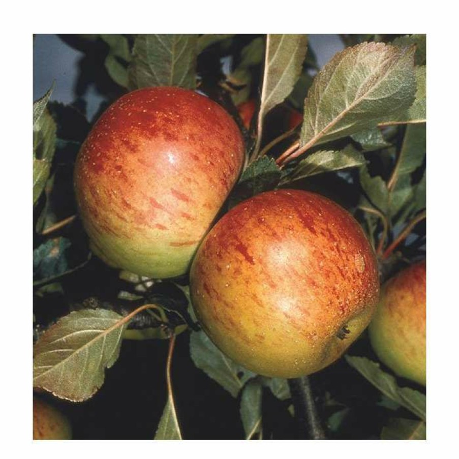 Fruit Trees * | 5Ft 'Sunset' Dessert Apple Tree | M26 Dwarfing Rootstock | 12L Pot | By Frank P Matthews