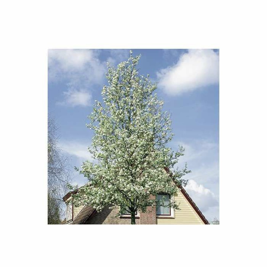 Ornamental Trees * | Pyrus Calleryana 'Chanticleer'