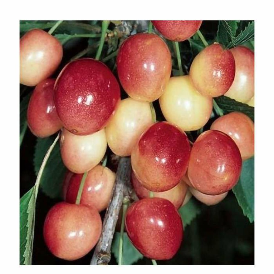 Fruit Trees * | 4-5Ft 'Merton Glory' Cherry Tree | Colt Semi Vigorous Rootstock | Bare Root