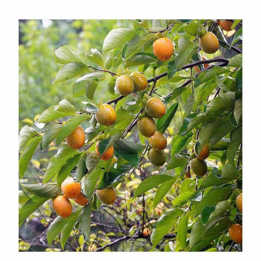 Fruit Trees * | 2-2.5Ft Japanese Persimmon Tree | 5L Pot | Diospyros Kaki