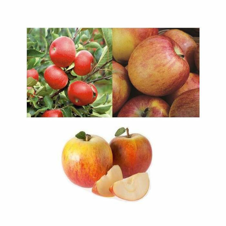 Fruit Trees * | Full Season Apple Tree Collection