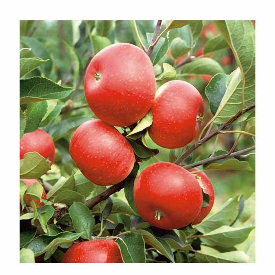 Fruit Trees * | Full Season Apple Tree Collection