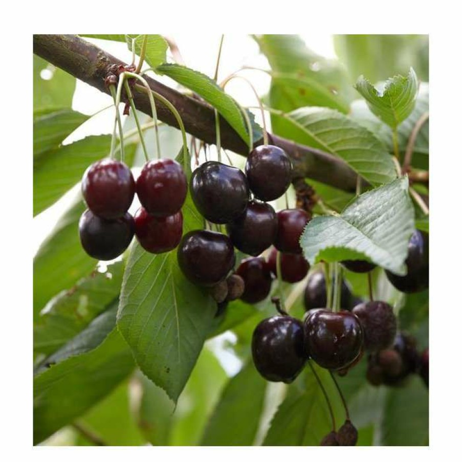 Fruit Trees * | 5Ft 'Black Oliver' Cherry Tree | F.12.1 Very Vigorous Rootstock | Bare Root | By Frank P Matthews