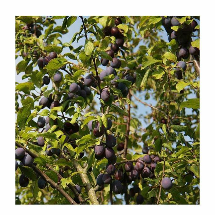 Fruit Trees * | 5Ft 'Sweet Prune' Damson Tree | Vva-1 Semi Dwarfing Rootstock | 12L Pot | By Frank P Matthews