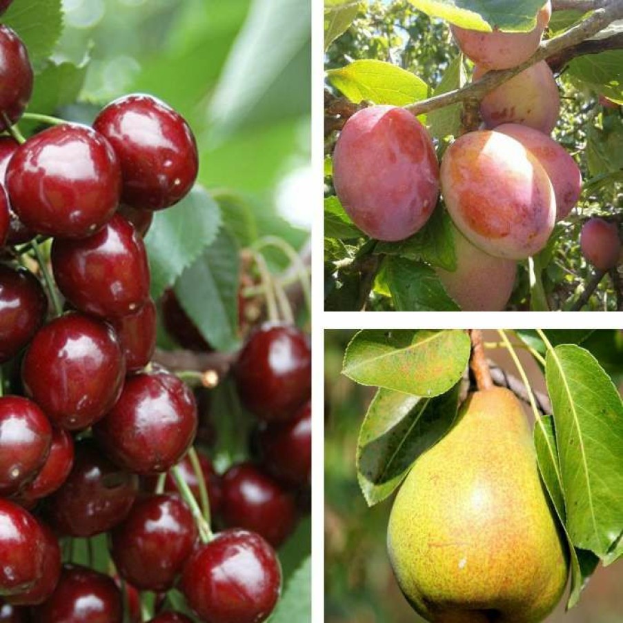 Fruit Trees * | Mini Orchard Collection By Frank P Matthews 'Stella' Cherry, Plum 'Victoria' & Pear 'Conference'