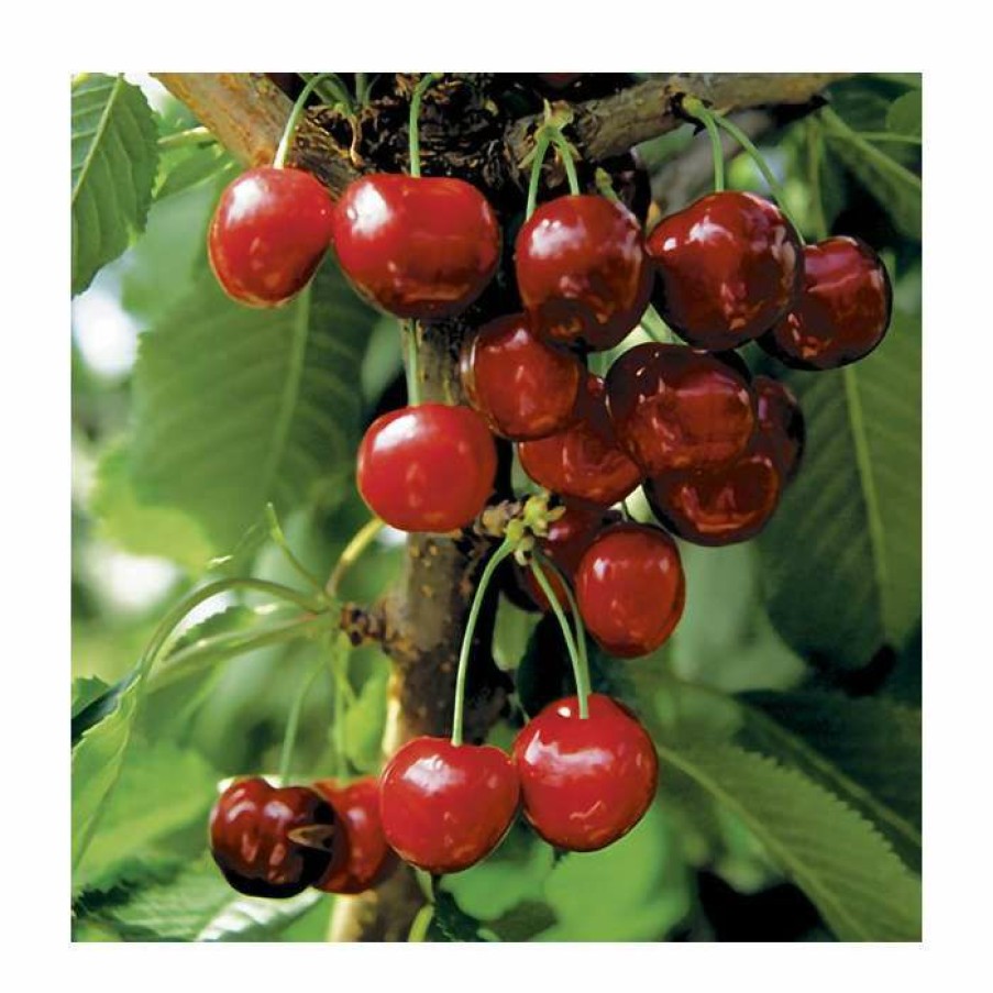 Fruit Trees * | Prunus 'Burlat' | Cherry Tree