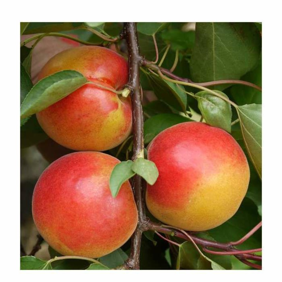 Fruit Trees * | 5Ft 'Pink Marry' Apricot Tree | Sja Semi Vigorous Rootstock | 12L Pot | By Frank P Matthews