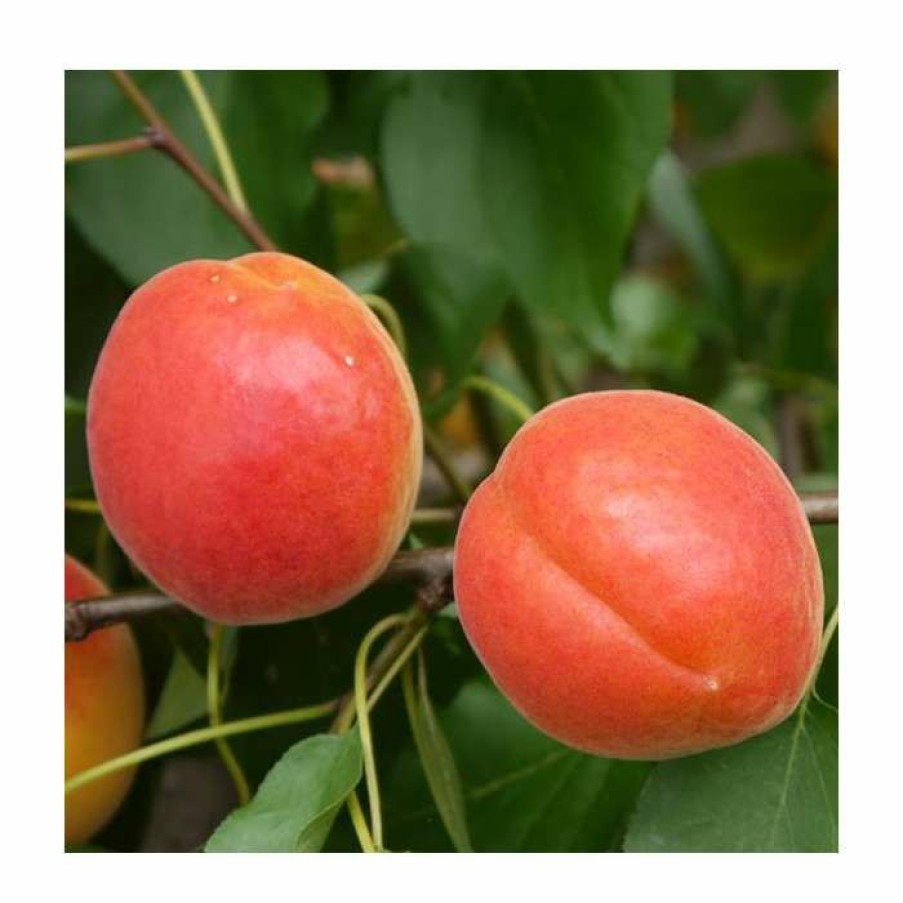 Fruit Trees * | 5Ft 'Pink Marry' Apricot Tree | Sja Semi Vigorous Rootstock | 12L Pot | By Frank P Matthews