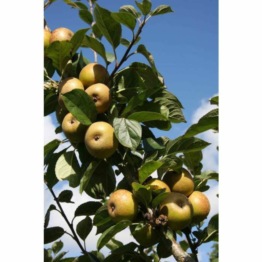 Fruit Trees * | 5Ft 'Ashmead'S Kernel' Dessert Apple Tree | Mm106 Semi Vigorous Rootstock | 12L Pot | By Frank P Matthews