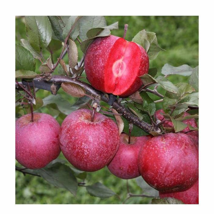 Fruit Trees 4ft Tickled Pink Baya Marisa Dual Purpose Patio Apple