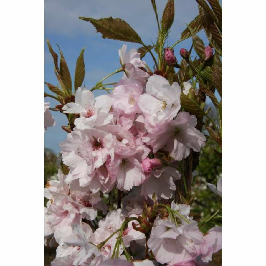 Ornamental Trees * | Prunus 'Amanogawa' | Cherry Blossom Tree | 12L Pot | 150-180Cm | By Frank P Matthews