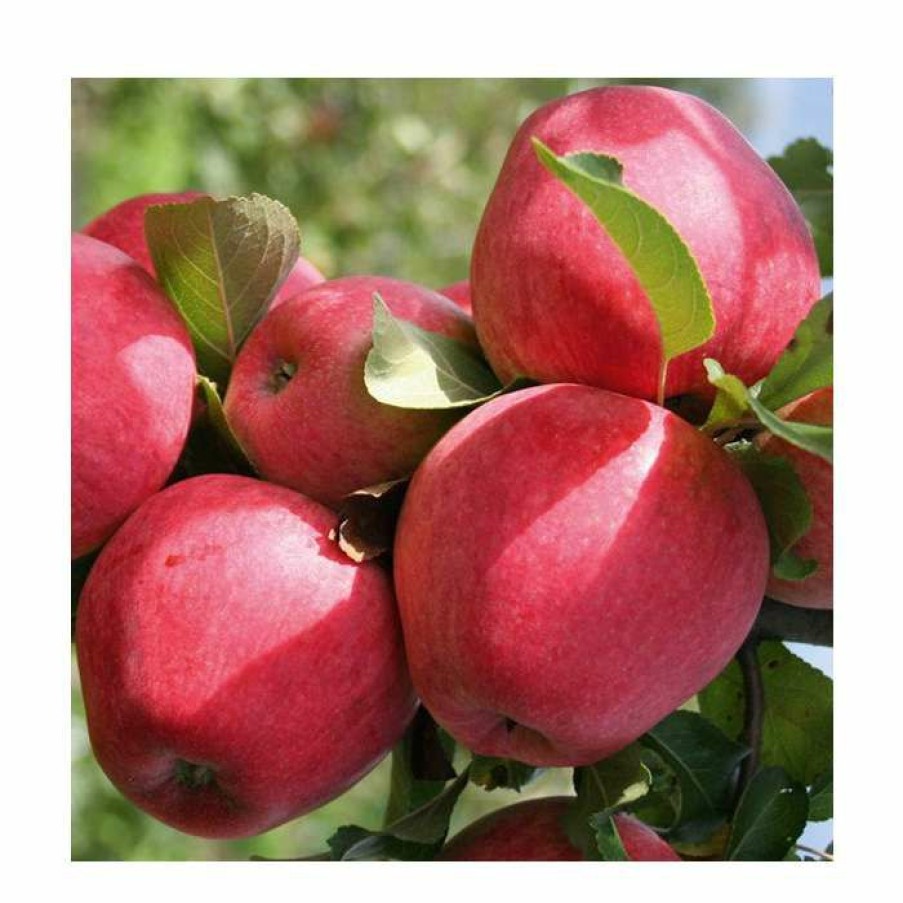 Fruit Trees * | 5Ft 'Red Devil' Apple Tree | Mm106 Semi Vigorous Rootstock | 12L Pot | By Frank P Matthews