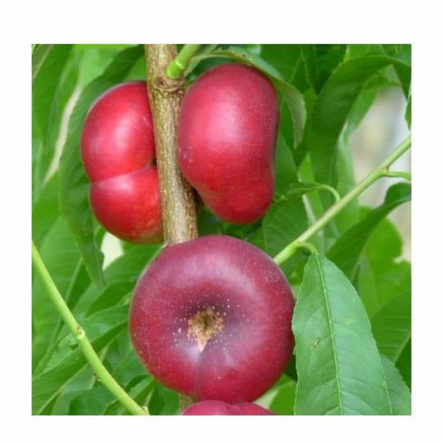 Fruit Trees * | 4-5Ft 'Flat' Nectarine Tree | Sja Semi Vigorous Rootstock | Bare Root