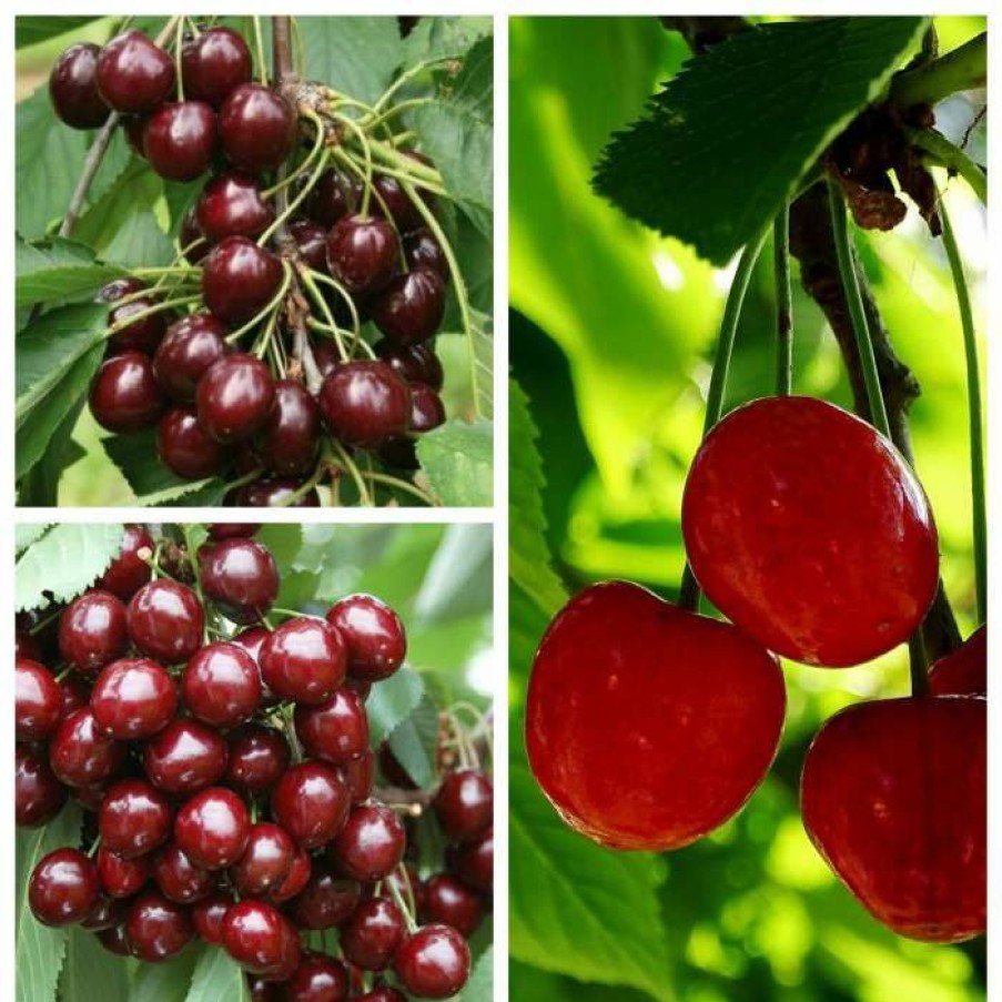 Fruit Trees * | Sweet & Sour Cherry Tree Collection | 5Ft Sunburst, Stella & Morello Cherry Trees | Colt Semi Vigorous Rootstock