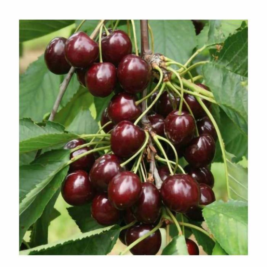 Fruit Trees * | Sweet & Sour Cherry Tree Collection | 5Ft Sunburst, Stella & Morello Cherry Trees | Colt Semi Vigorous Rootstock