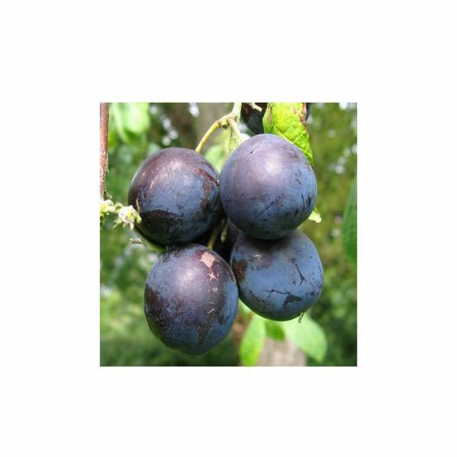 Fruit Trees * | 5Ft 'King Of The Damsons' Damson Tree | Sja Semi Vigorous Rootstock | Bare Root Maiden | By Frank P Matthews