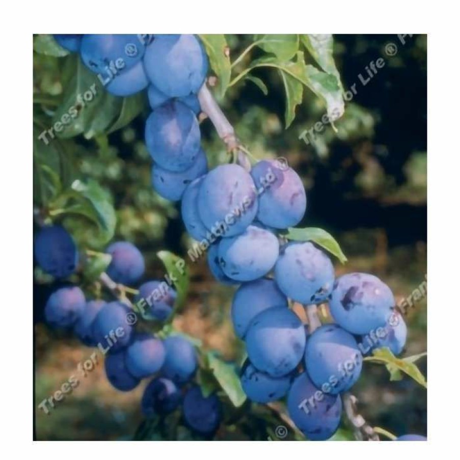 Fruit Trees * | 5Ft 'King Of The Damsons' Damson Tree | Sja Semi Vigorous Rootstock | Bare Root Maiden | By Frank P Matthews