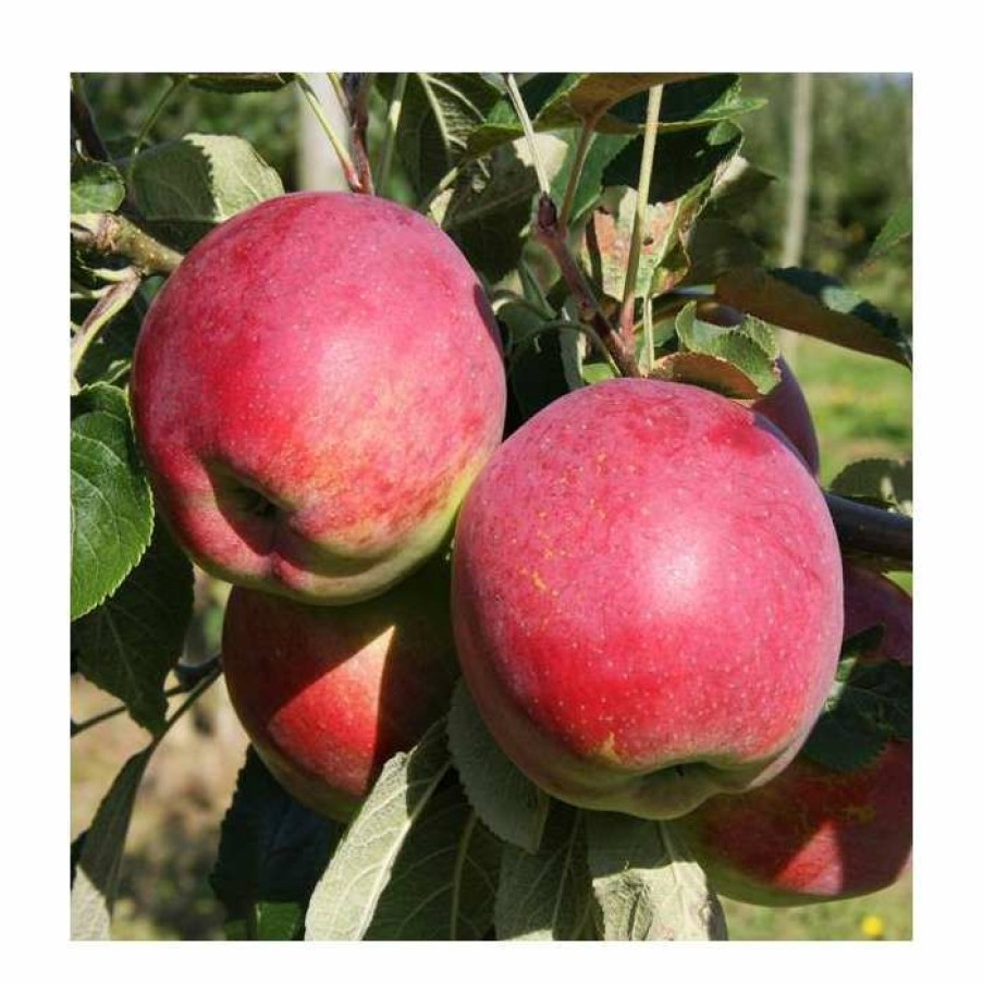 Fruit Trees * | 5Ft 'Eden' Dual Purpose Apple Tree | 12L Pot | M26 Semi-Dwarfing Rootstock | By Frank P Matthews