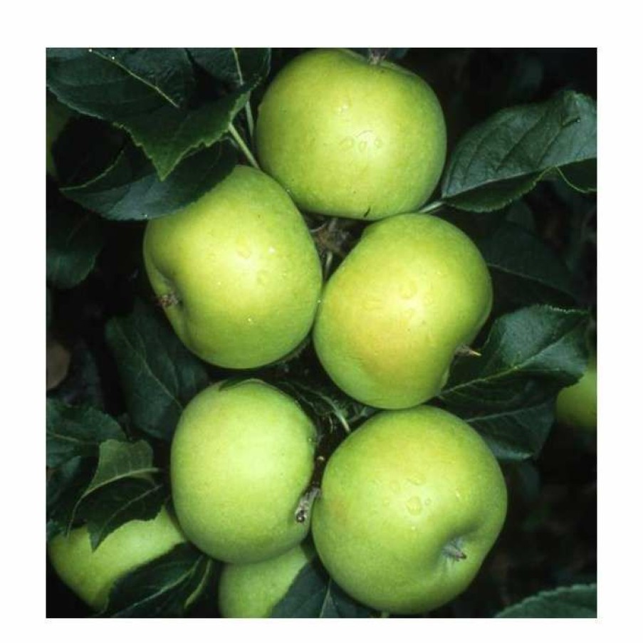 Fruit Trees * | Malus 'Limelight' | Apple Tree