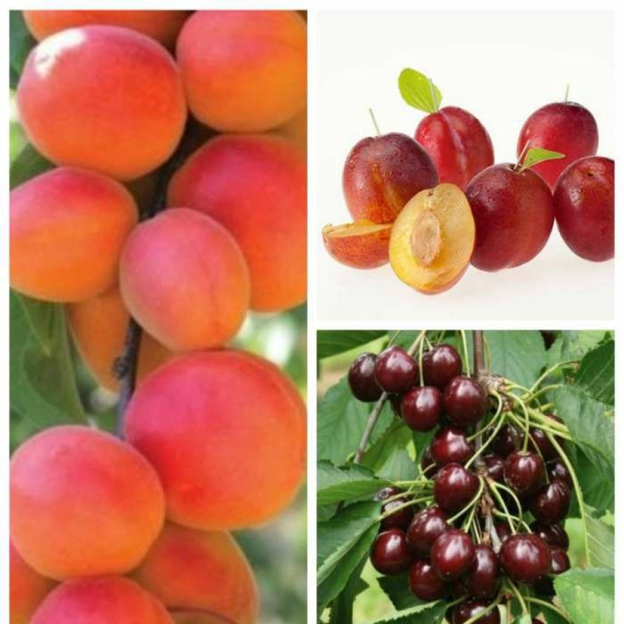 Fruit Trees * | Mini Orchard Collection 5Ft Apricot, Cherry And Plum Trees