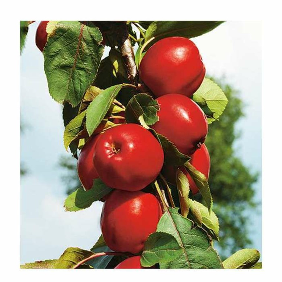 Fruit Trees * | Malus 'Ballerina Flamenco ' | Apple Tree