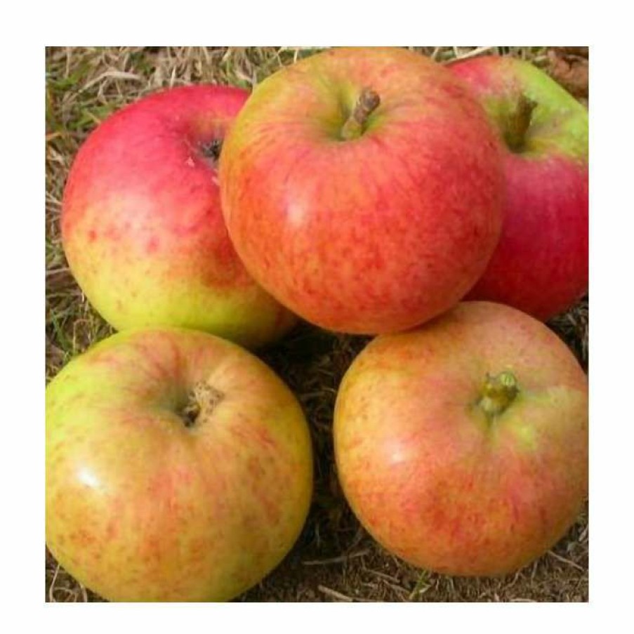 Fruit Trees * | 4-5Ft Malus 'Isaac Newton' | Apple Tree