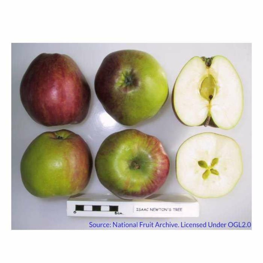 Fruit Trees * | 4-5Ft Malus 'Isaac Newton' | Apple Tree