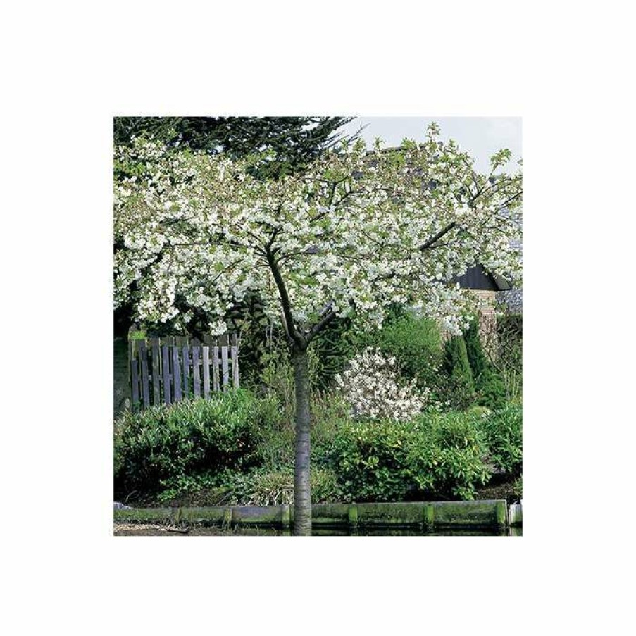 Ornamental Trees * | Prunus 'Shirotae' | Cherry Blossom Tree