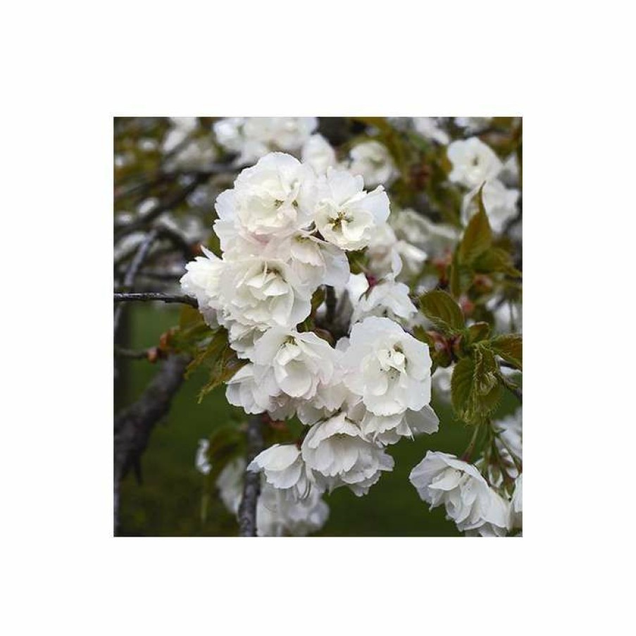 Ornamental Trees * | Prunus 'Shirotae' | Cherry Blossom Tree