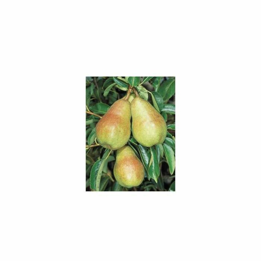 Fruit Trees * | 4-5Ft 'Williams' Bon Chretien' Pear Tree | Quince A Semi Dwarfing Rootstock | 9L Pot