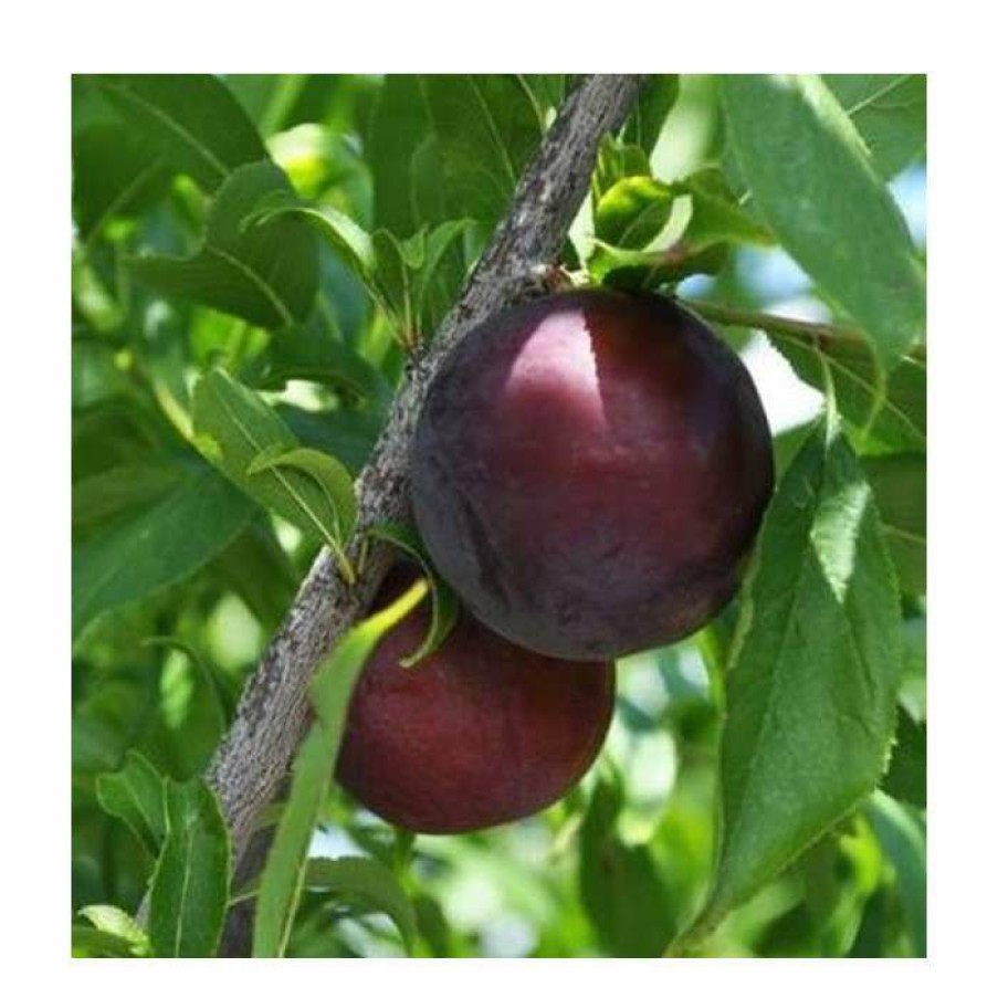 Fruit Trees * | 4-5Ft 'Beauty' Plum Tree | Sja Semi Vigorous Rootstock | Bare Root