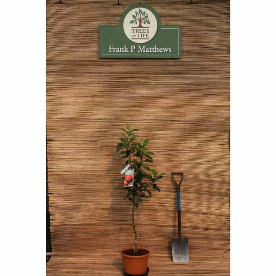 Fruit Trees * | 4Ft 'Scrumptious Patio Apple Tree | M27 Dwarfing Rootstock | 11.5L Pot | By Frank P Matthews