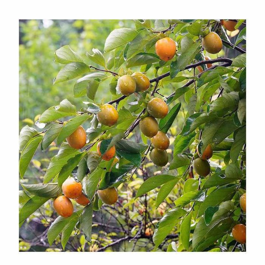 Fruit Trees * | Japanese Persimmon Tree | Diospyros Kaki | 13L Pot | 180-200Cm