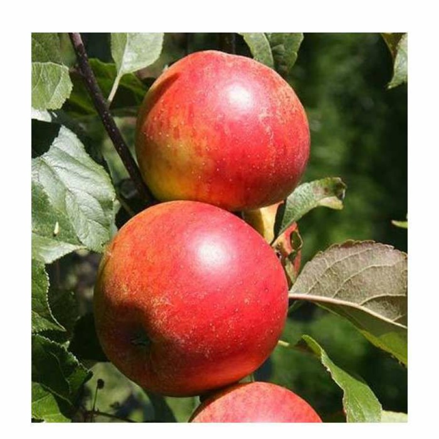 Fruit Trees * | 5Ft 'Christmas Pippin' Dessert Apple Tree | Mm106 Semi Vigorous Rootstock | 12L Pot | By Frank P Matthews