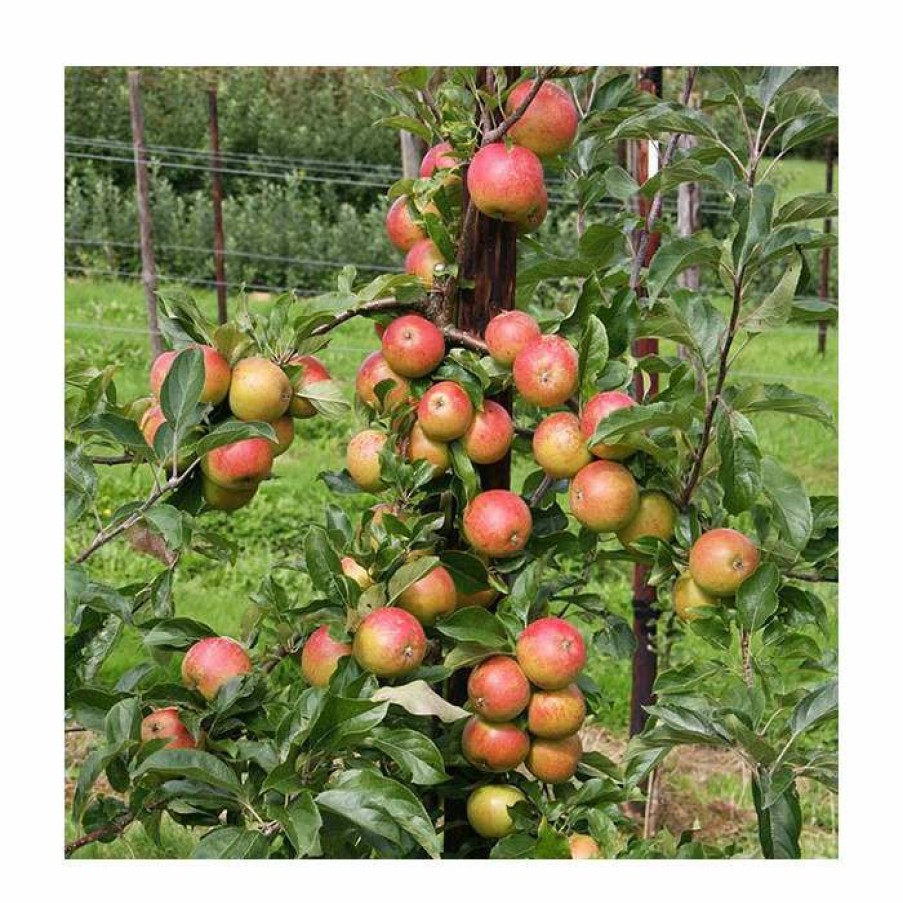 Fruit Trees * | 5Ft 'Christmas Pippin' Dessert Apple Tree | Mm106 Semi Vigorous Rootstock | 12L Pot | By Frank P Matthews