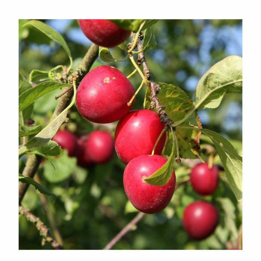 Fruit Trees * | 5Ft 'Gypsy' Mirabelle Tree | 12L Pot | St. Julien A Semi-Vigorous Rootstock | By Frank P Matthews