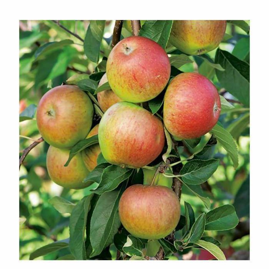 Fruit Trees * | 4-5Ft Malus 'Ellison'S Orange' | Apple Tree