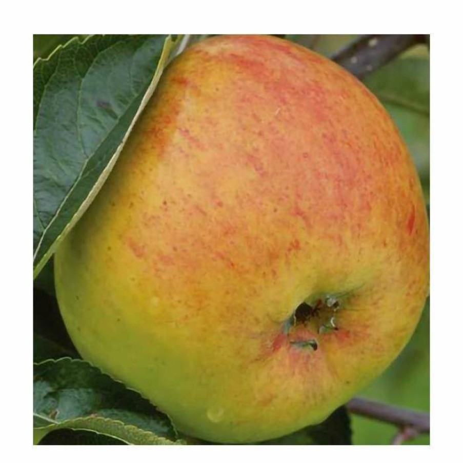 Fruit Trees * | 5Ft 'Blenheim Orange' Dual Purpose Apple Tree | Mm106 Semi Vigorous Rootstock | 12L Pot | By Frank P Matthews