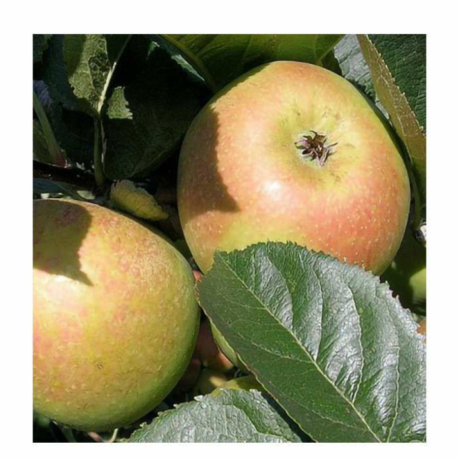 Fruit Trees * | 5Ft 'Blenheim Orange' Dual Purpose Apple Tree | Mm106 Semi Vigorous Rootstock | 12L Pot | By Frank P Matthews